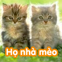 Họ nhà mèo - Bộ 2