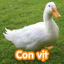 Con vịt - Bộ 2