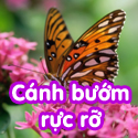 Cánh bướm rực rỡ- Bộ 1