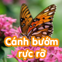 Cánh bướm rực rỡ- Bộ 2
