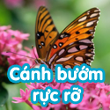 Cánh bướm rực rỡ- Bộ Bé thách đố