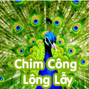 Chim công lộng lẫy- Bộ 3