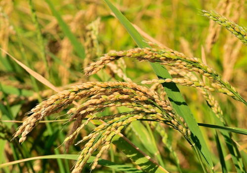 Hạt gạo làng ta