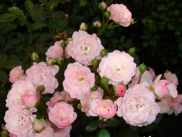 Em là bông hồng nhỏ