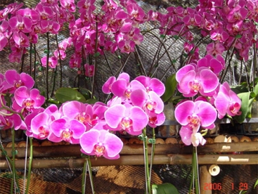 Hoa xuân khoe sắc