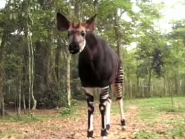 Khám phá loài Okapi