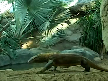 Loài rồng Komodo