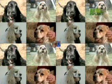 Loài chó Cocker Spaniel 