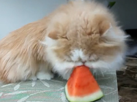 Mèo ăn dưa hấu