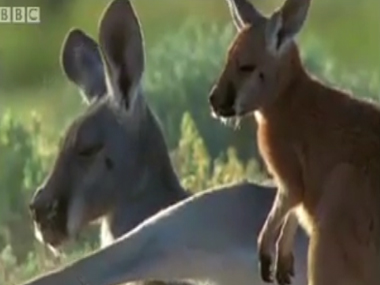 Chú kangooru châu Úc 