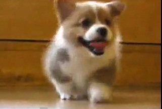 Chú chó dễ thương