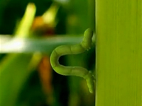 Cánh đồng ngô