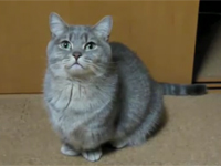 Mèo con đáng yêu