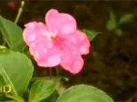 Du lịch Sapa
