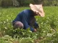 Đảo Cát bà