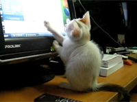 Mèo bắt chuột thời @