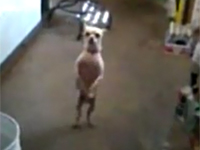 Màn vũ đạo quyến rũ của chú chó Chihuahua