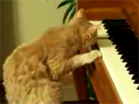 Mèo chơi đàn piano