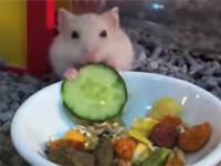 Hamster ăn dưa chuột