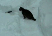 Mèo con chơi đùa với tuyết