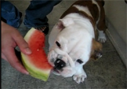 Chó Bull ăn dưa hấu