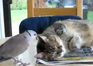 Chim bồ câu trêu mèo mập đang ngủ