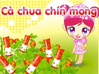 Cà chua chín mọng